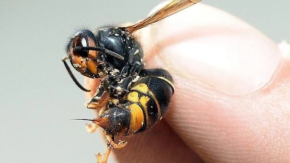 La Junta de Castilla y León pone en marcha una Red de Vigilancia de la Vespa velutina