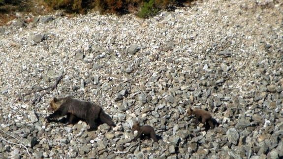 Una osa con sus crías en la Montaña Palentina.