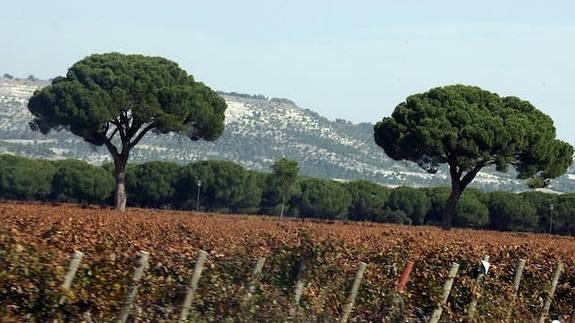 Ribera del Duero y Rueda, entre las siete DO más conocidas por el público