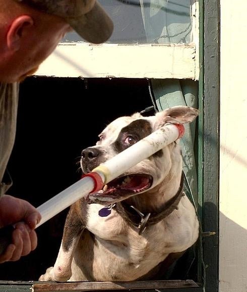 Un pit bull defiende su casa durante las inundaciones de Nueva Orleans. 