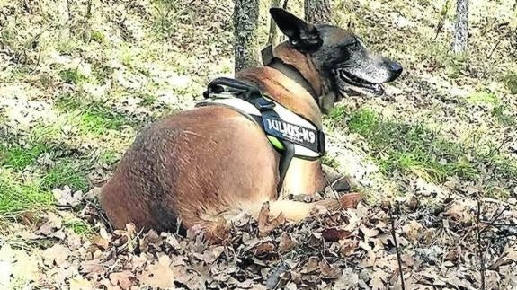 Perra utilizada por el Fondo para la Protección de Animales Salvajes para rastrear veneno.