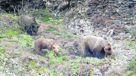 Una osa pasea con sus crías por la Montaña Palentina.