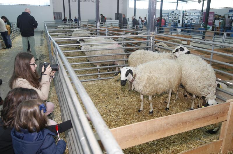 Unas niñas toman fotos de las ovejas, en la feria del año pasado. 