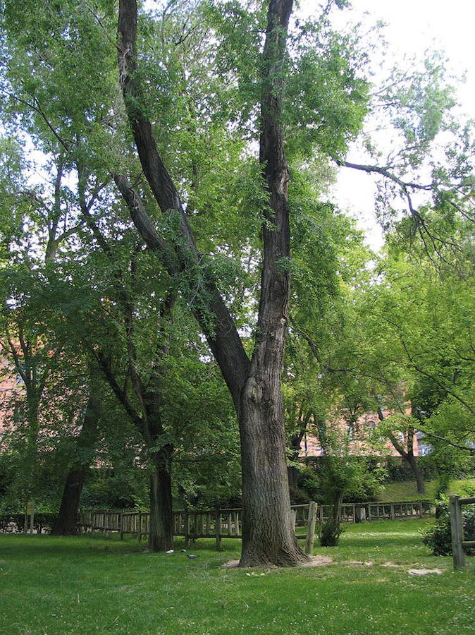 Un olmo siberiano, ulmus pumilla, en el parque de Las Moreras de Valladolid