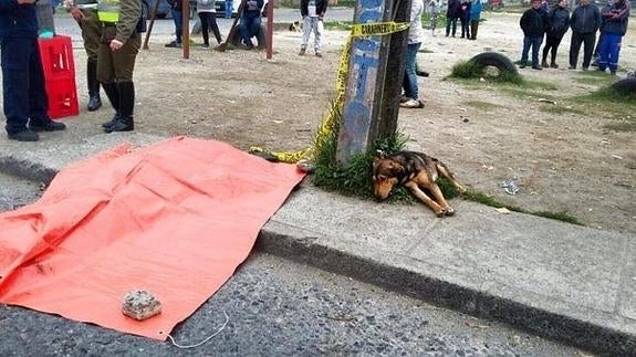 El perro que acompañó a su amo hasta el final