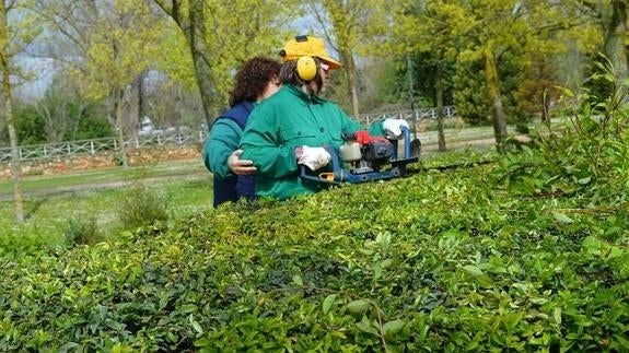 Una empleada de jardinería guía el corte de setos a uno de los alumnos del curso de formación y prácticas que se desarrolla en el Ayuntamiento. 