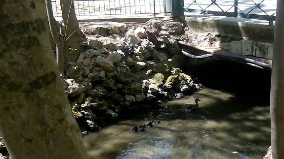 Los patos liberados en el Campo Grande.