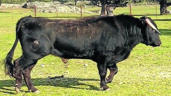 Uno de los astados que se verán en la feria.
