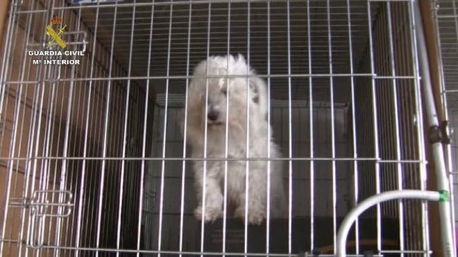 El can con cuya venta se destapóla trama. 