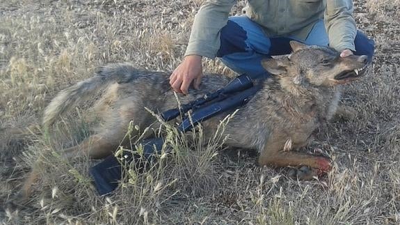 Imputado tras posar con el rifle con el que dio caza ilegal a un lobo en Segovia