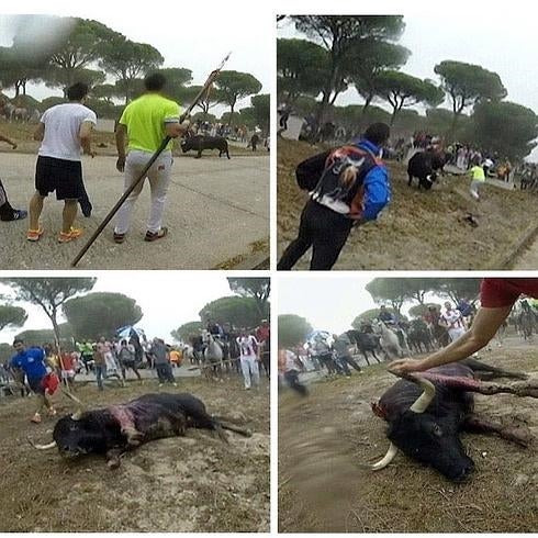 Diversas imágenes de la última edición en que se pudo matar al toro de la vega