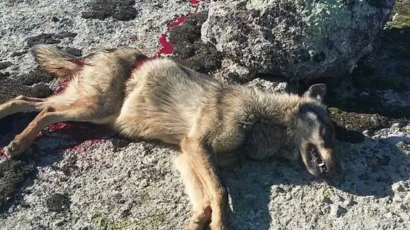 Ejemplar encontrado muerto por la Guardia Civil 