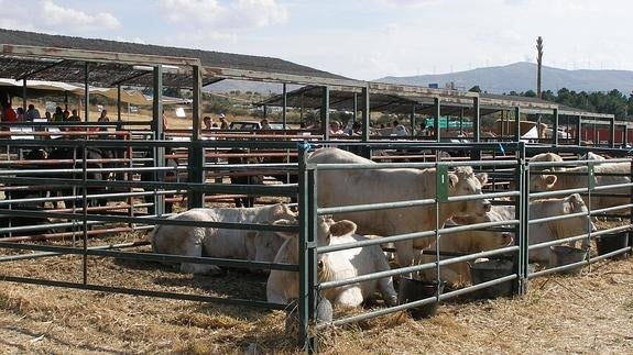 Ejemplares de vacuno en una edición pasada de la feria.El Norte