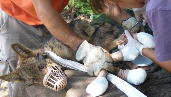 Los veterinarios curan las patas de 'Brasa' en ocutbre de 2012, al mes siguente de llegar al centro de lobo de Zamora. 