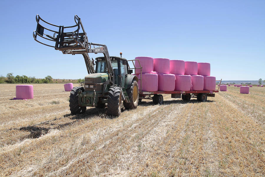 El tractor recoge las bolas forradas de plástico rosa.