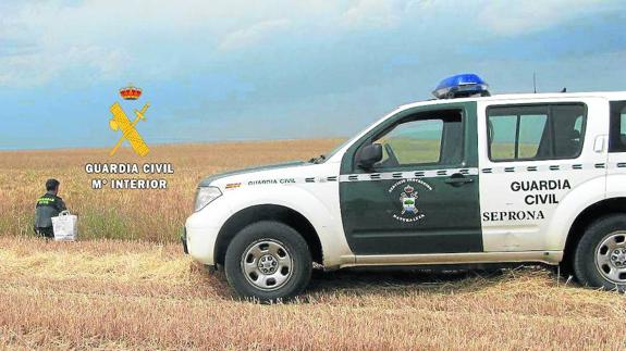 Un agente del Seprona de la Guardia Civil investiga los hechos sobre el terreno.