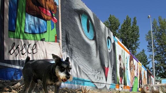 Un grupo de grafiteros pinta el muro de la Protectora de Animales de León
