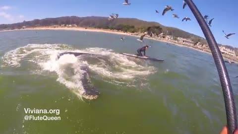 El impactante vídeo de la ballena que atemorizó a una surfista