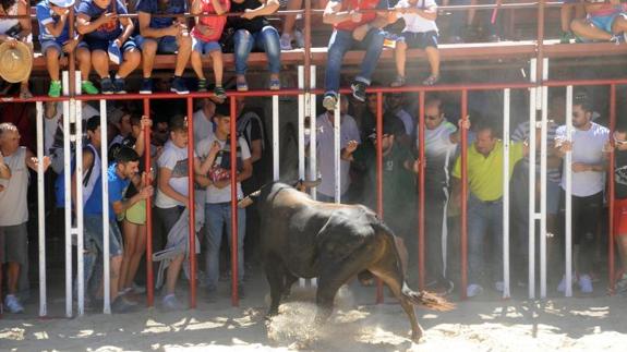 Un toro embiste las teleras de la plaza de toros.