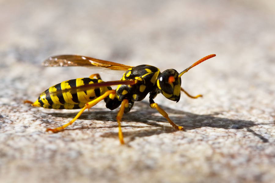 Tres personas mueren cada verano por la picadura de una abeja o avispa