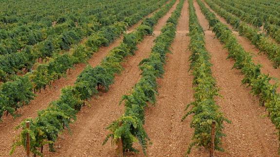 Los jóvenes acaparan el 55,5% de las autorizaciones para plantar viñedos