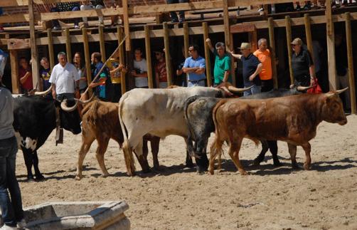 Toros y cabestros protagonistas del segundo encierro de Serrada.