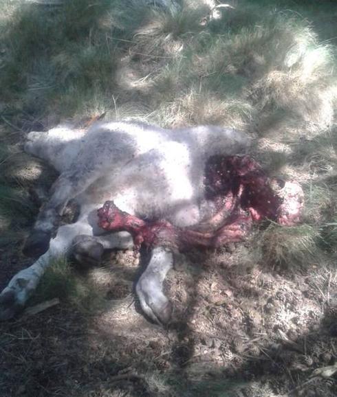 Uno de los terneros muertos tras el ataque de los lobos