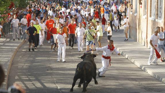 La cifra de toros comprados al año para festejos populares en Valladolid se acerca a los mil