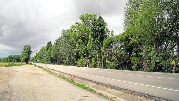 Carretera de Carrión, donde se han efectuado las podas y talas. 