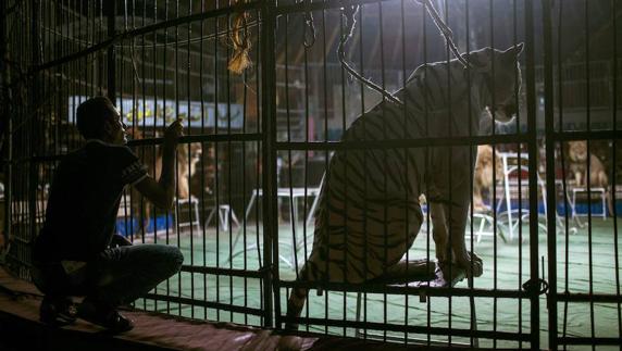 Espectáculo circense con animales.