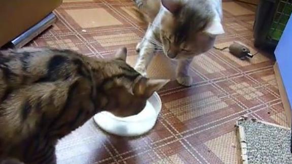 El vídeo de dos gatos bebiendo del mismo plato de leche, triunfa