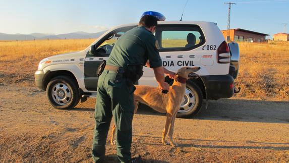Un agente de la Guardia Civil sujeta a un perro. 