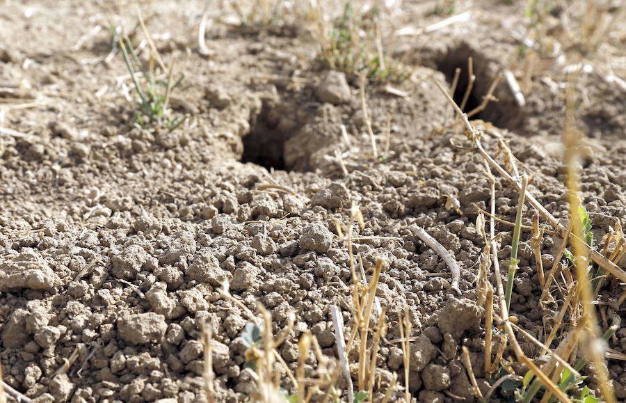 s en Tierra de Campos, en este mes de octubre. 