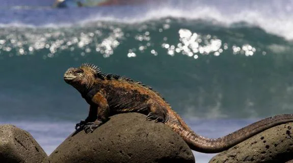 El increíble bebé iguana que escapa de decenas de serpientes