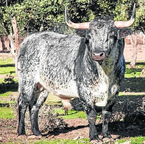 ‘Riachuelo’ será el próximo Toro del Antruejo de Ciudad Rodrigo. 