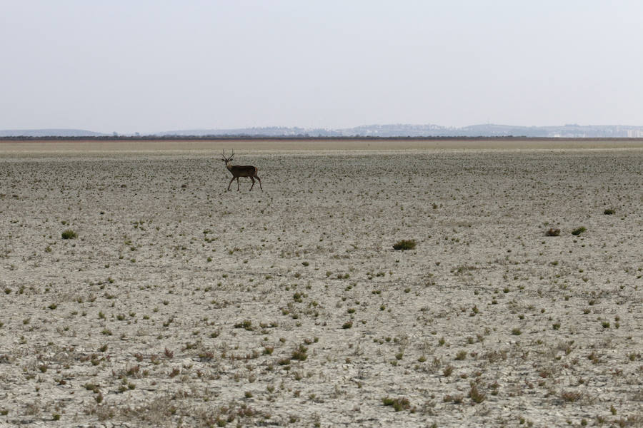 Un ciervo atraviesa la marisma de Doñana, que más parece un desierto que un lugar semi acuático