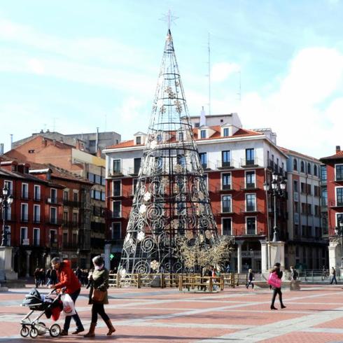 Árbol en la Plaza Mayor.