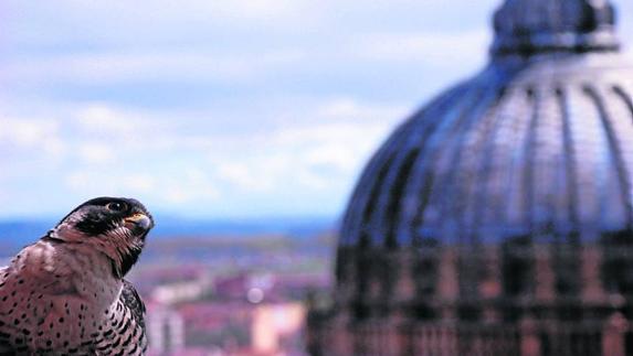 El halcón macho de la Catedral muere electrocutado