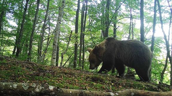 Oso pardo en la Cordiellera Cantábrica.