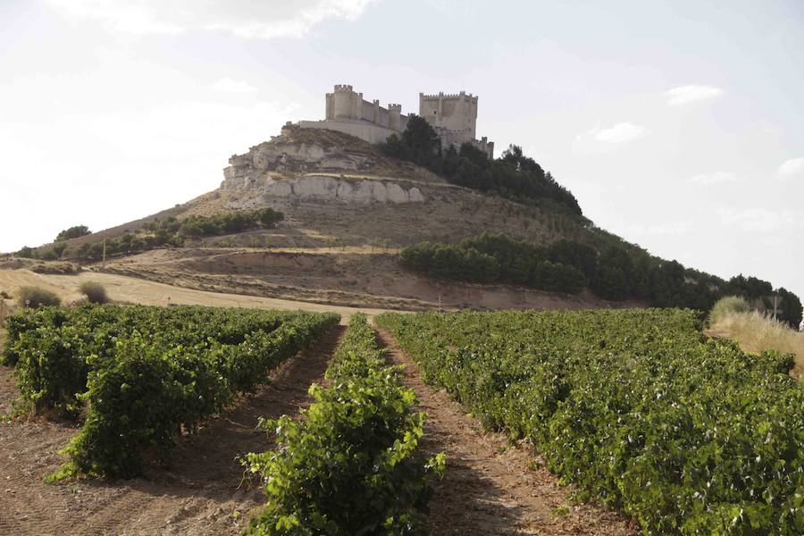 Viñedo a la sombra del castillo de Peñafiel