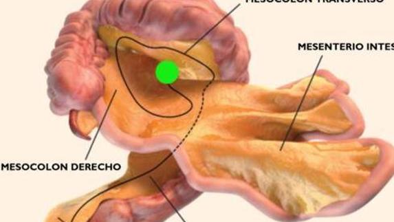 Descubren un 'nuevo órgano' humano: dónde está y para qué sirve