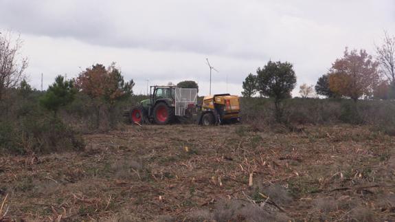 El Ceder lleva su proyecto sobre biomasa a partir de matorral a un congreso de prevención de incendios