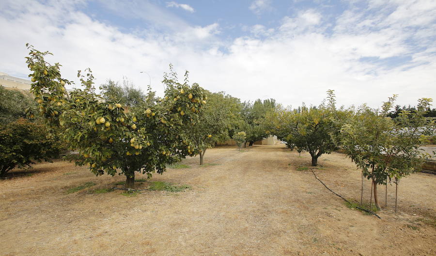 Frutales, en las instalaciones de la Escuela Agraria. 