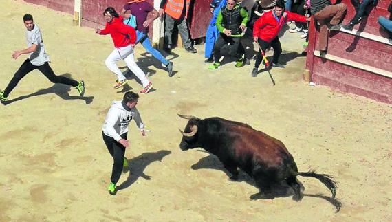 Otro de los toros de San Román en la plaza.