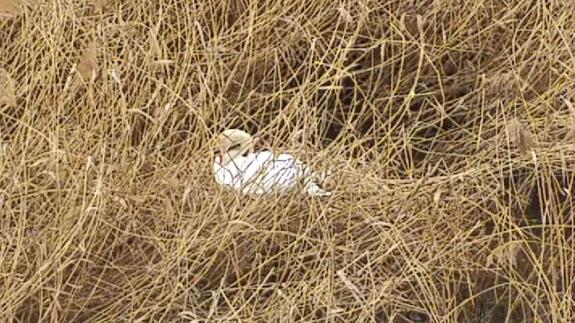 La cisne incuba sus huevos entre la maleza de la ribera del Carrión, a pocos metros del agua.