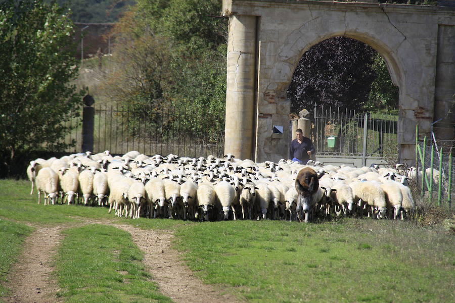 Un pastor conduce a un rebaño de ovejas de raza churra por la finca de Dehesa de Tablares, en Congosto de Valdavia. 