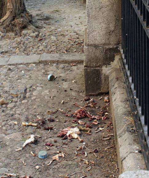 Desperdicios de comida devorada por los gatos junto a la Catedral de Segovia. 