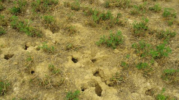 Huras de topillos en una tierra de la localidad palentina de Villalcázar de Sirga. 