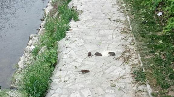 Ratas en el paseo inferior del río Esgueva el pasado domingo.