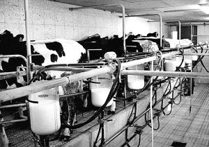 Sala de ordeño de una explotación de vacuno. / FRAN JIMÉNEZ